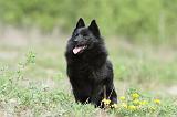 SCHIPPERKE 554